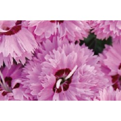 Dianthus Nain Rose-Rouge...
