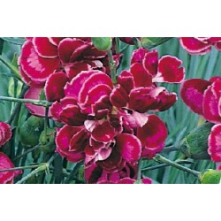 Dianthus Plumarius Vlt C0.65L