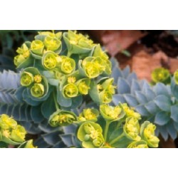 Euphorbia myrsinite c0.65l