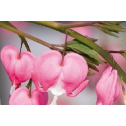 Dicentra rose c0.65l