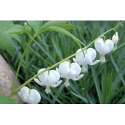 Dicentra blc c0.65l