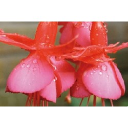 Fuchsia Rose C0.65L