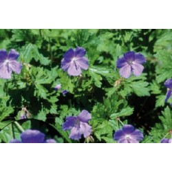 Geranium himalayense bl c0.65l