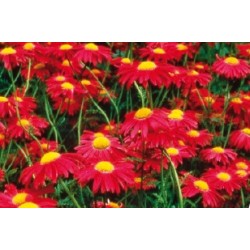 Pyrethrum Rge C0.65L