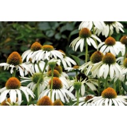 Rudbeckia Blc C0.65L