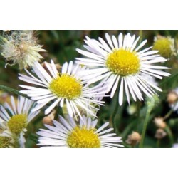 Aster grd d automne blc c0.65l