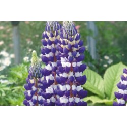 Lupinus Bl C0.65L