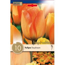 Bulbes de tulipe darwin...