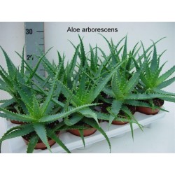 Aloe arborescens tet-h25-p12