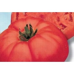 Tomate supersteak f1 b3g7