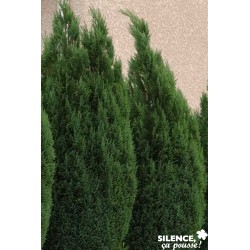 Chamaecyparis Lawsoniana...