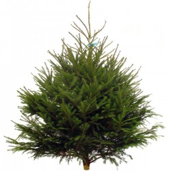 Sapin: picea abies...