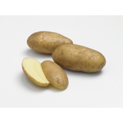 ACTIGERME Pomme de terre...