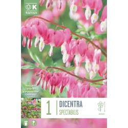 KAPITEYN STANDARD-Dicentra...