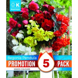 KAPITEYN PROMOTION...