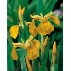 Iris Pseudacorus Pan18