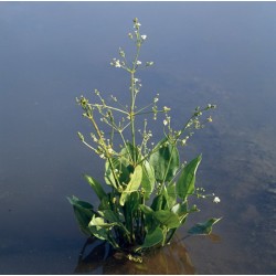 Alisma plantago aquatica p9