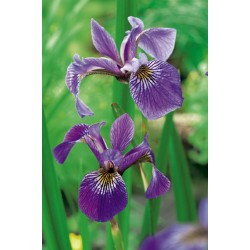 Iris Versicolor P9