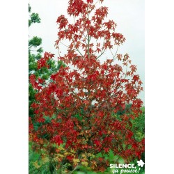 Liquidambar Styraciflua...