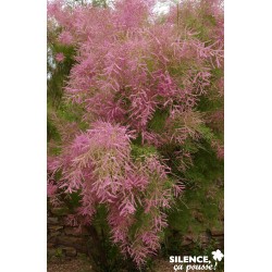 Tamarix Ramosissima Vt...