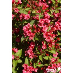 Weigela Bristol Ruby Tfe-C4.5L
