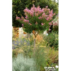Lagerstroemia Indica Lilac...