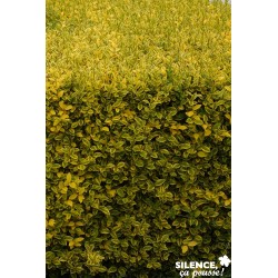 Ligustrum Ovalifolium...