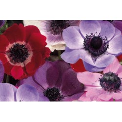 Anemone Coronaria C0.65L