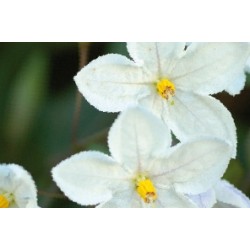 Solanum Jasminoides Album...