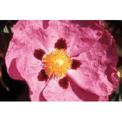 Cistus rose c0.65l