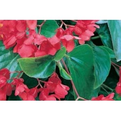 Begonia dragon wing c0.65l