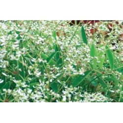 Euphorbia flr blc c0.65l