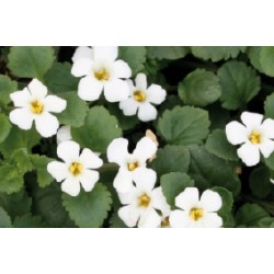 Bacopa C0.65L