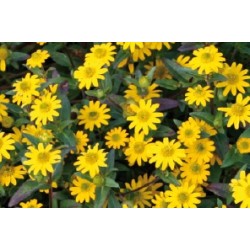 Sanvitalia Bout-C0.65L