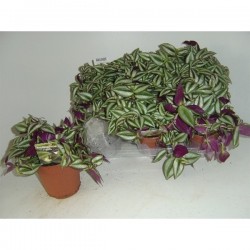 Tradescantia zebra 10p-p12
