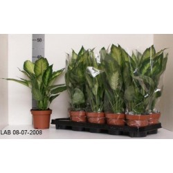 Dieffenbachia camilla h40-p12