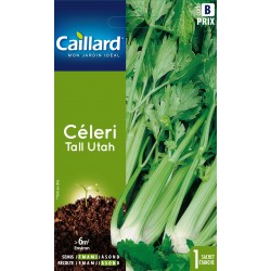 Graines Celeri tall utah...