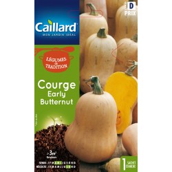 Graines Courge butternut...
