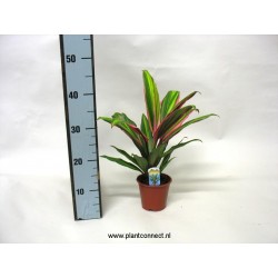 Cordyline fruticosa kiwi...