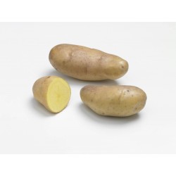 PLANTÉO Pomme de terre BF15...