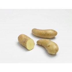 PLANTÉO Pomme de terre...