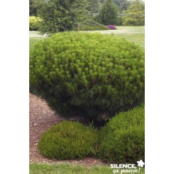 Pinus Densiflora Alice...