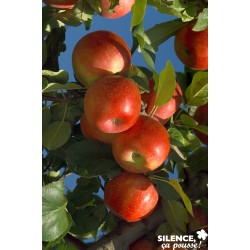 Pommier Ariane Tg-Gob-C10L