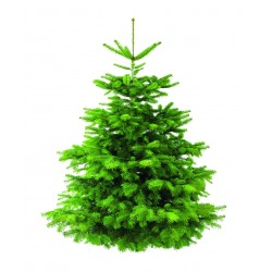 Abies nordmanniana eleve...