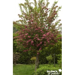 Crataegus Laevigata Paul S...