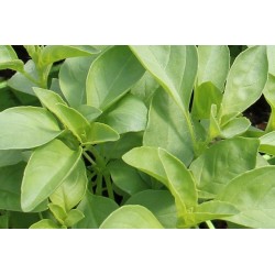 Basilic citron c0.75l