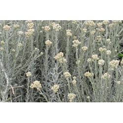Helichrysum Italicum C0.75L
