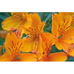 Alstroemeria aurantiaca c2.5l
