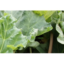 Rhubarbe des jardins c1l