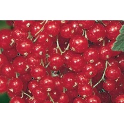 Groseillier Junifer Grp-C1.6L